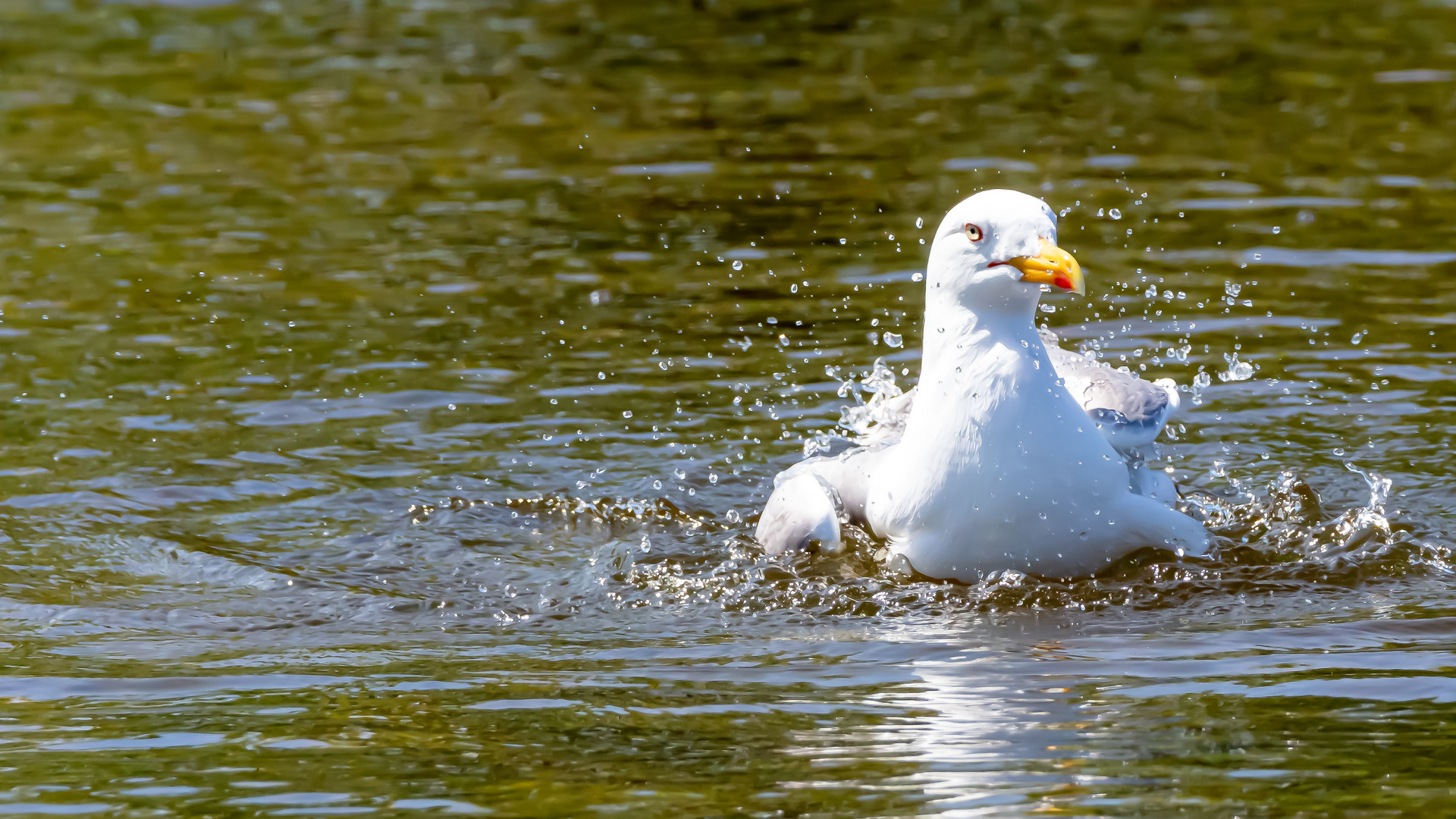 Möwe bei baden 