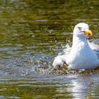 Möwe bei baden 