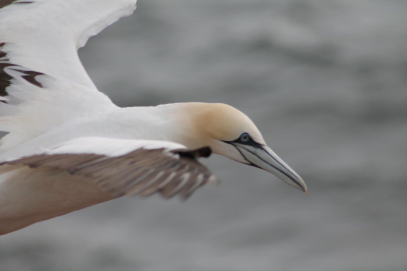 Möwe bei den Lummenfelsen auf Helgoland