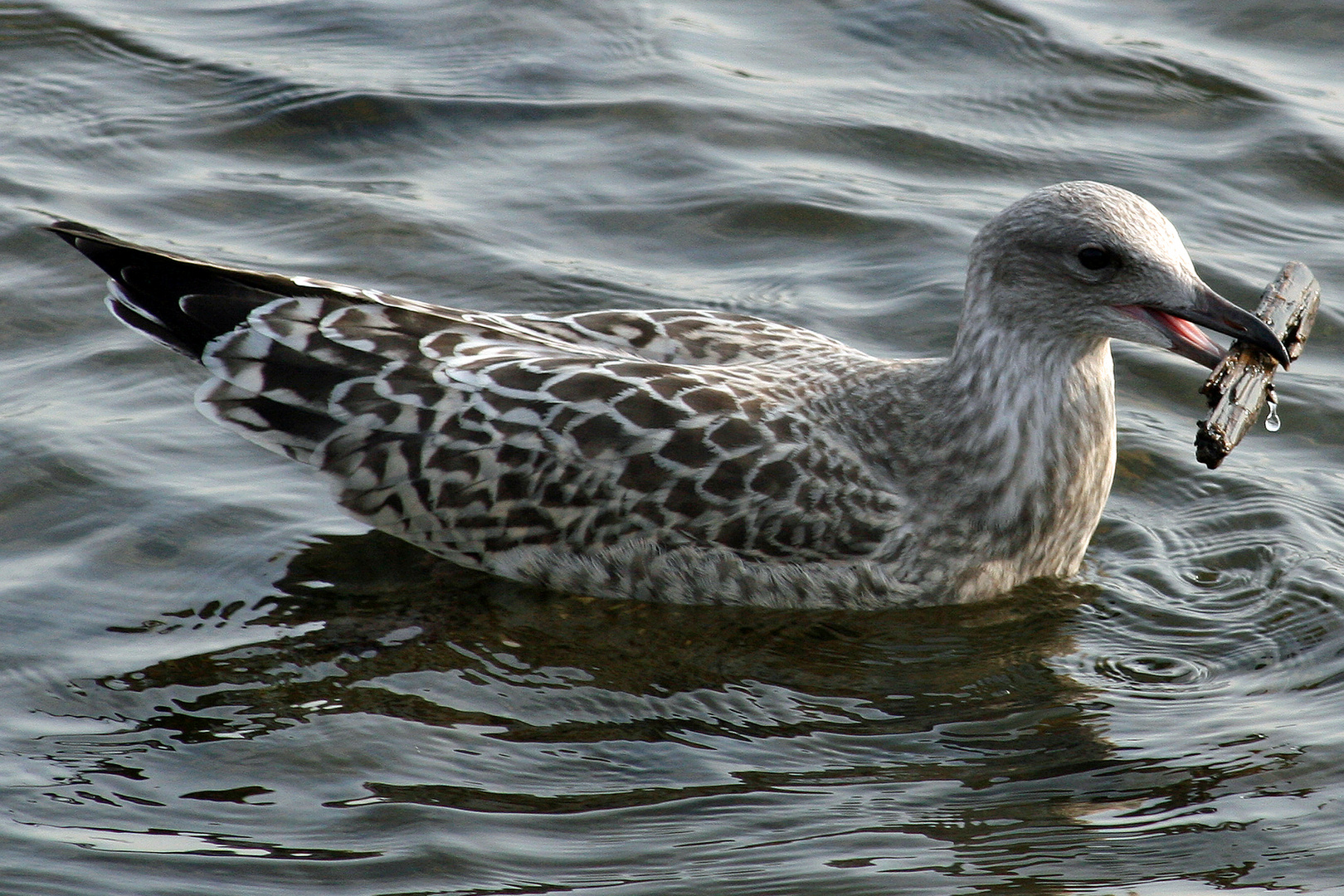 Möwe bei der Arbeit