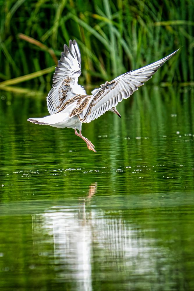 Möwe bei der Fischjagt 