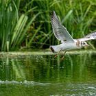 Möwe bei der Fischjagt 