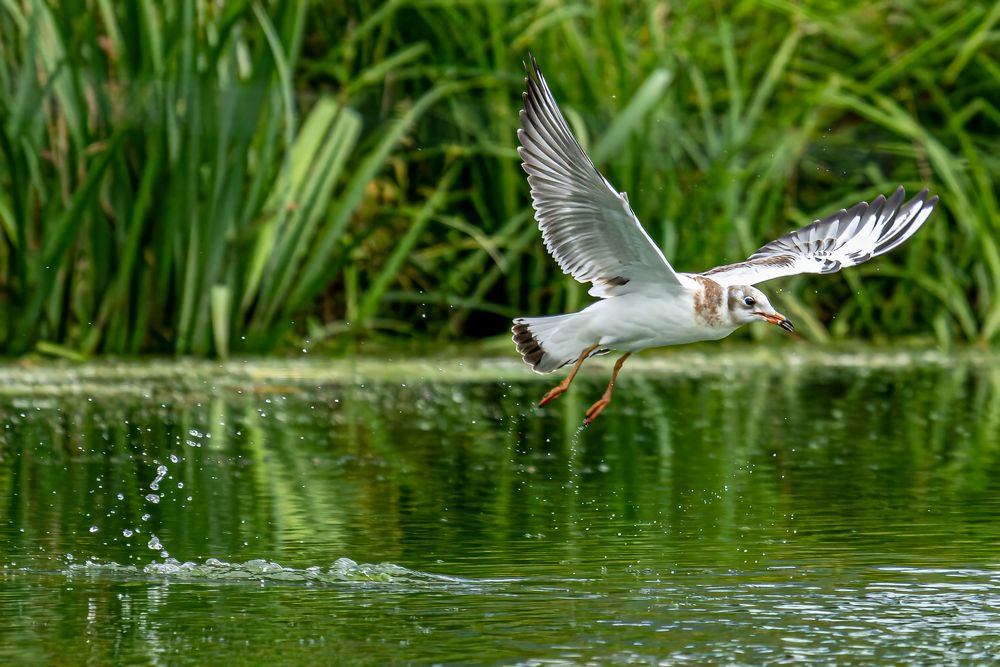 Möwe bei der Fischjagt 