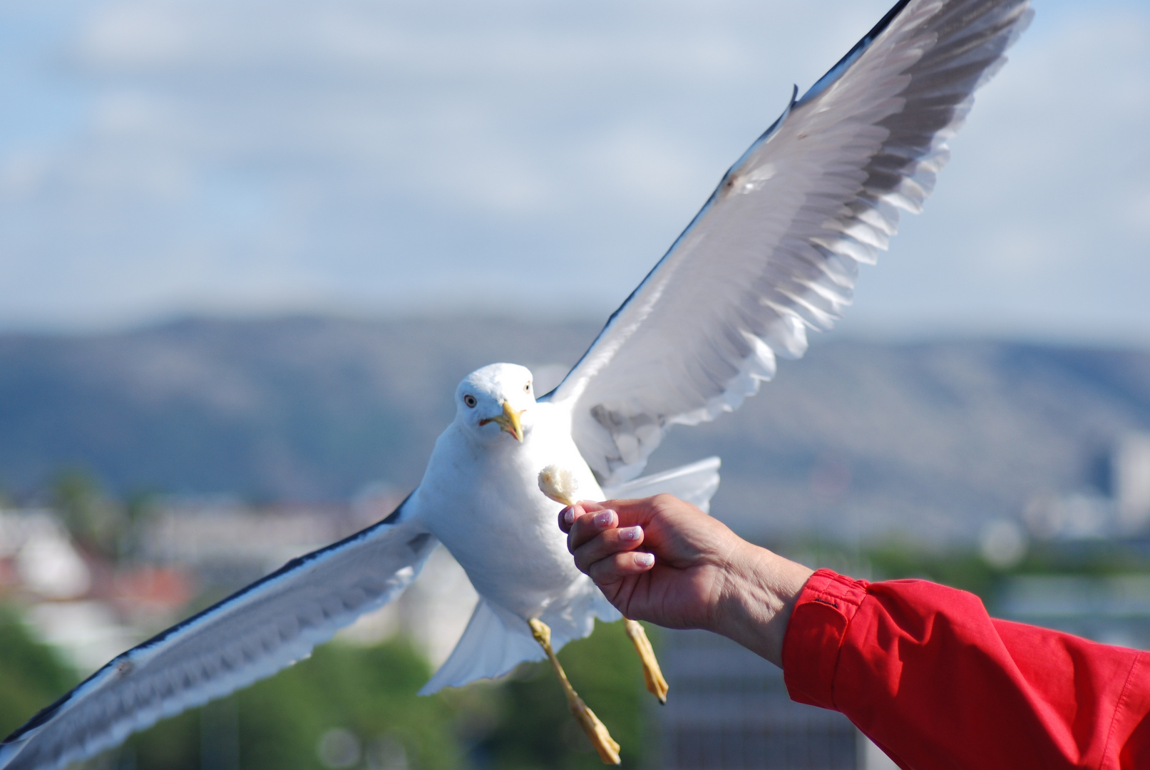 Möwe bei der Fütterrung