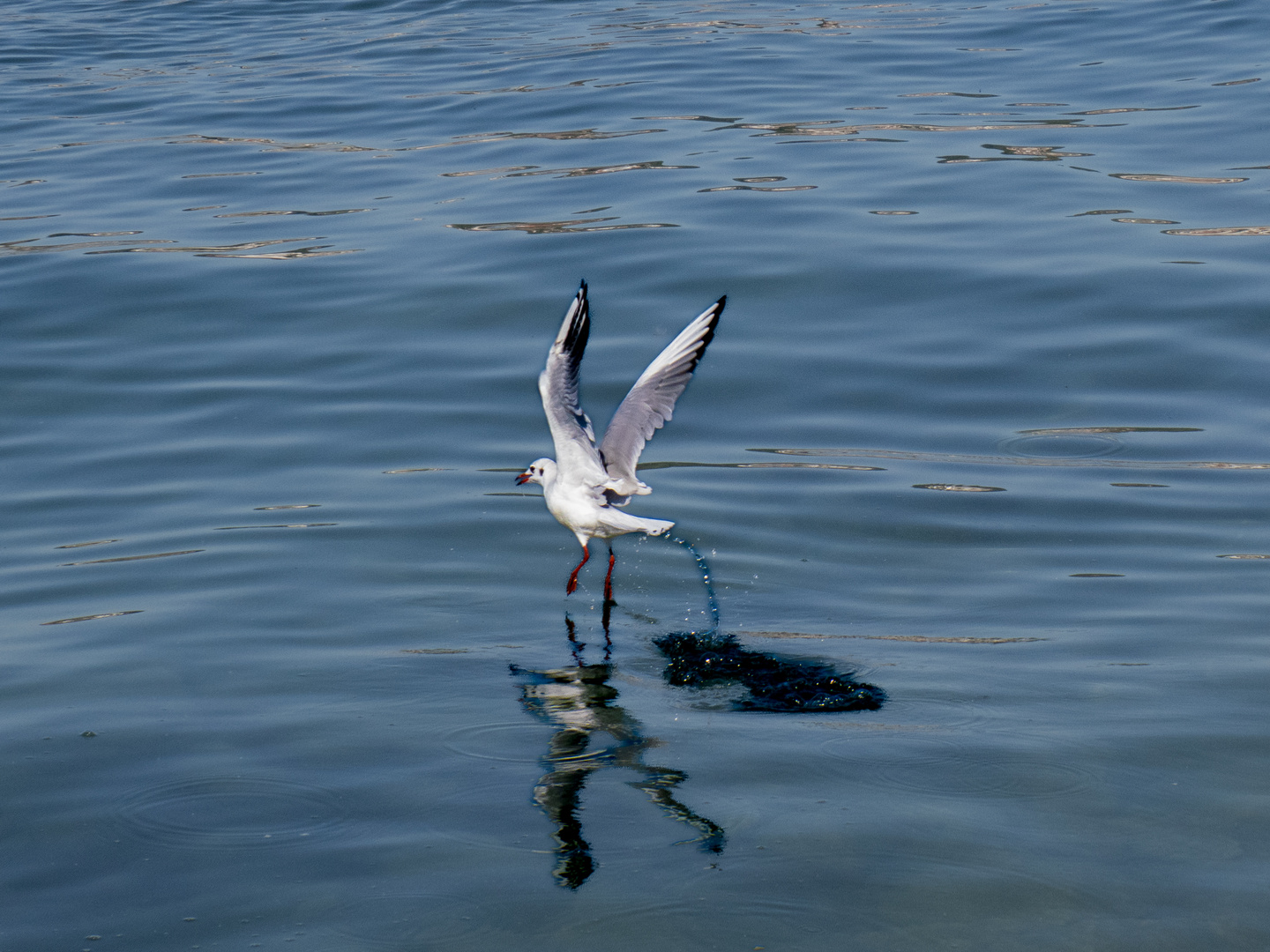 Möwe bei der Futtersuche