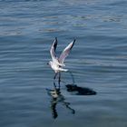 Möwe bei der Futtersuche