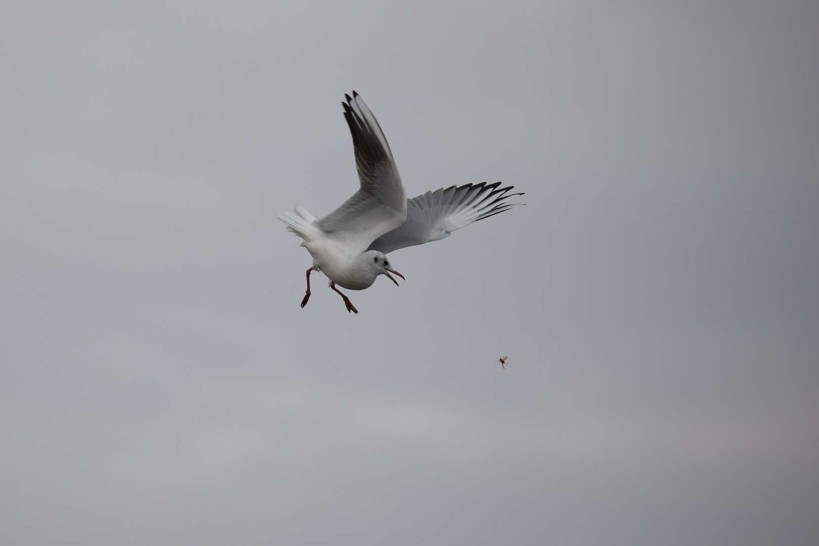 Möwe bei der Jagd