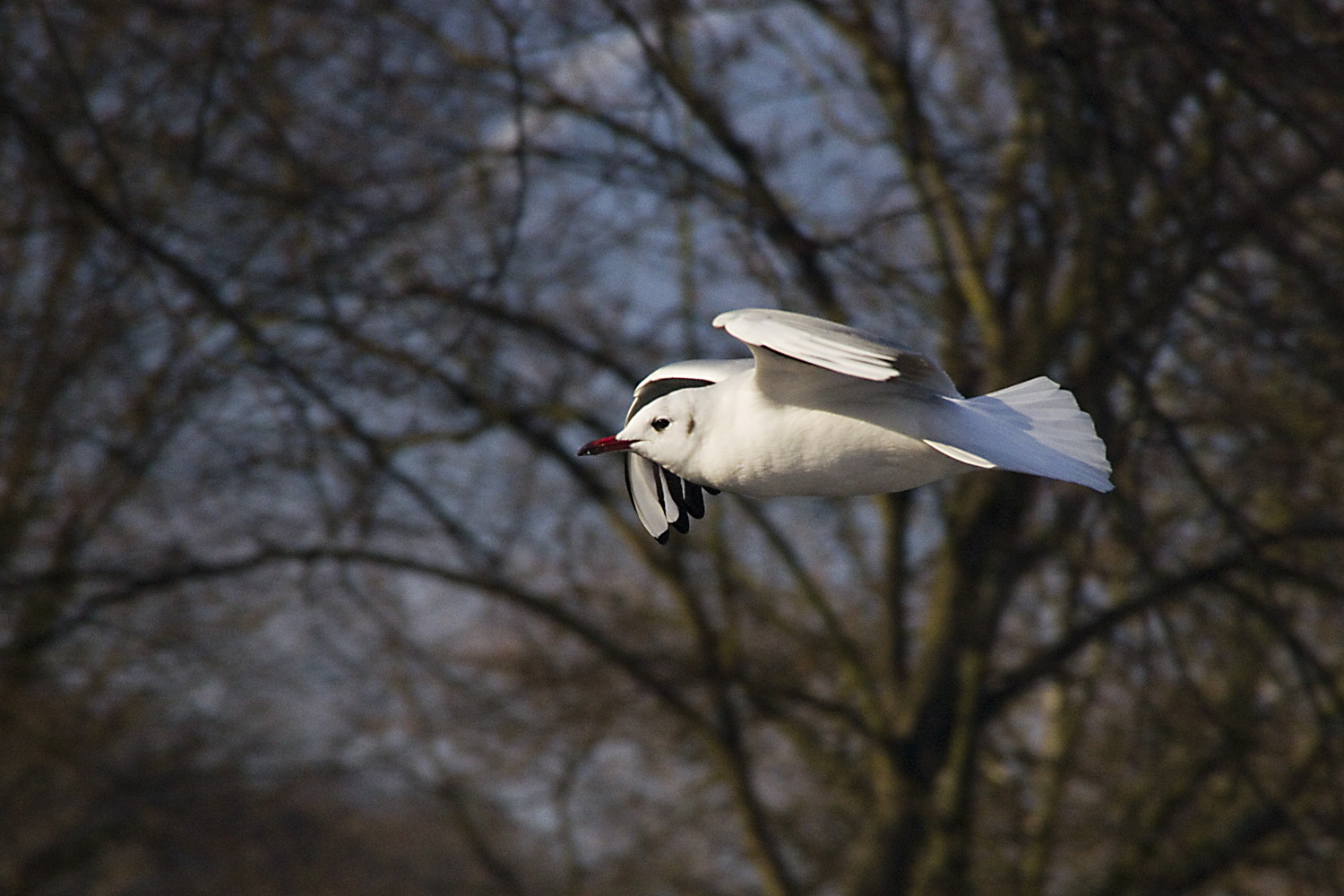 Möwe bei der Kälte am Main