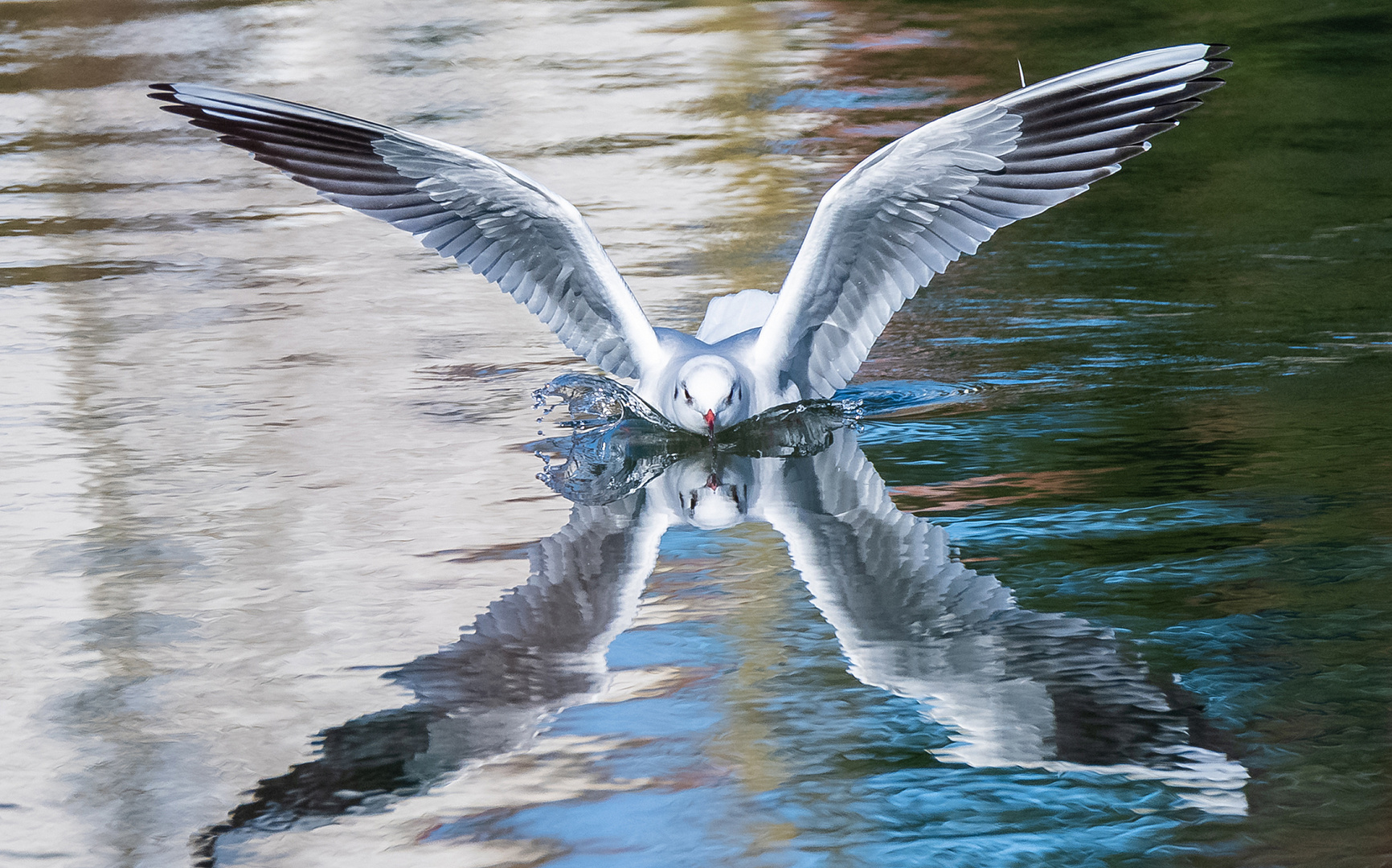 Möwe bei der Landung