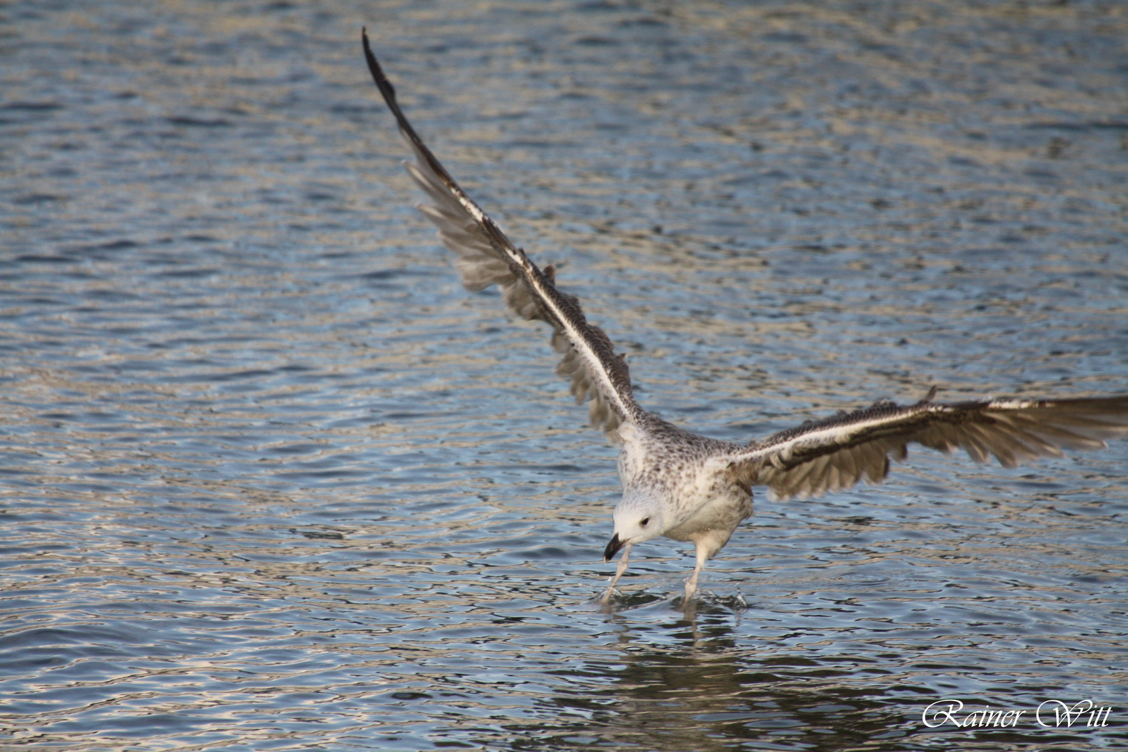 Möwe bei der Landung