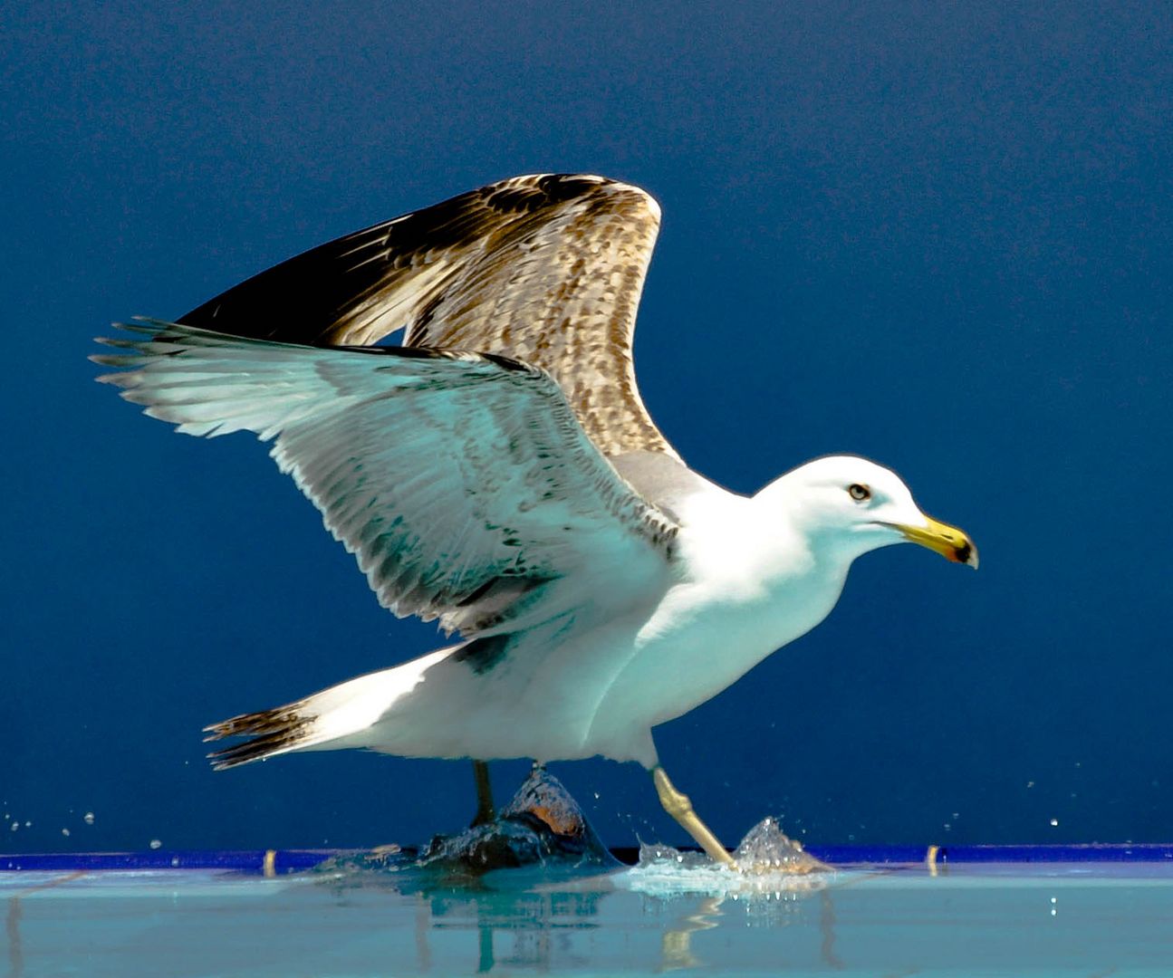 Möwe bei der Landung