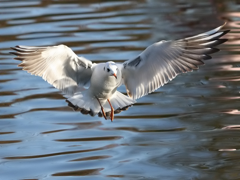 Möwe bei der Landung