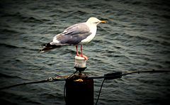 Möwe bei der Pause