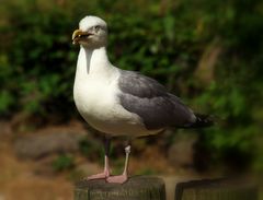 Möwe bei der Pause die 2.