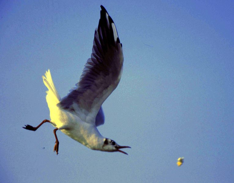 Möwe bei fütterung