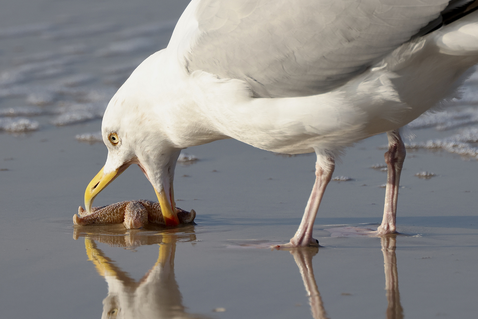 Möwe bei Futtersuche mit Spiegelung 