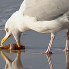 Möwe bei Futtersuche mit Spiegelung 