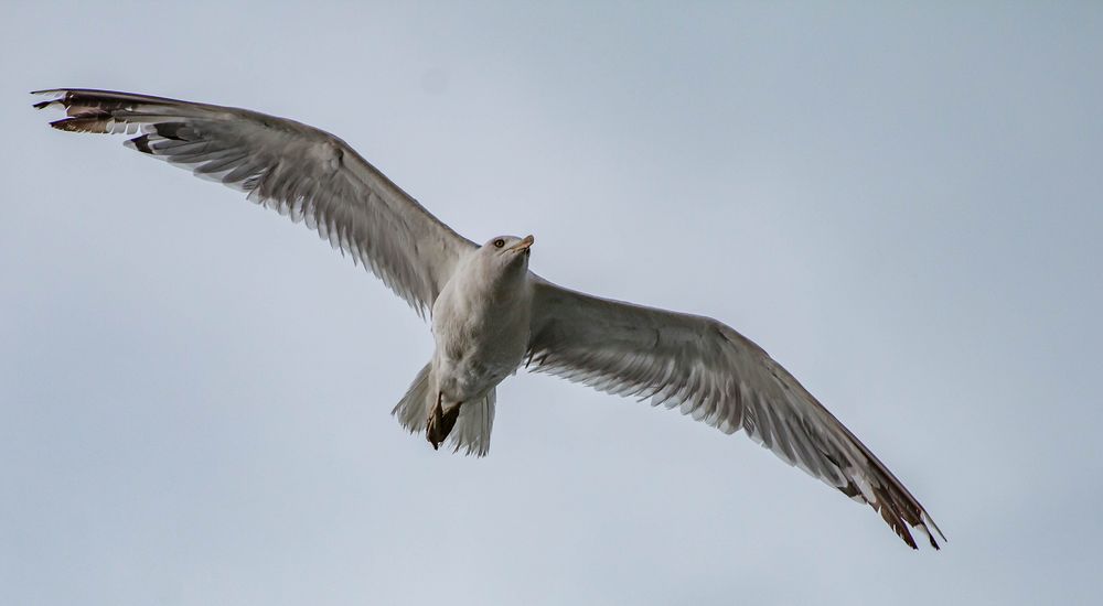 Möwe bei Gabbice Monte