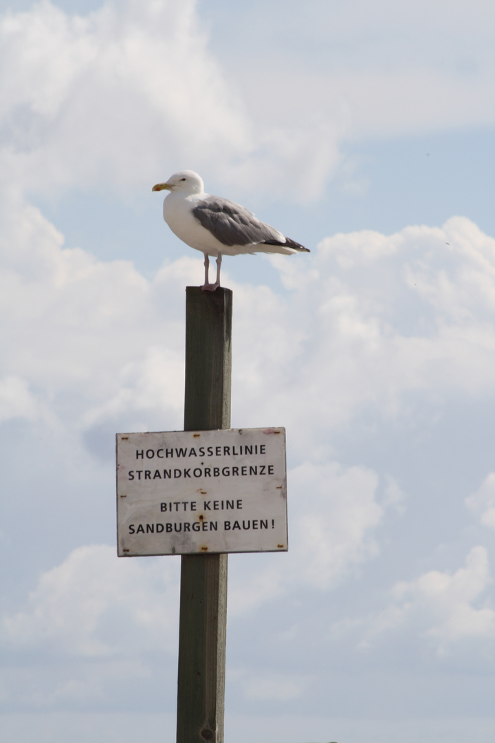 Möwe bei Hochwasser