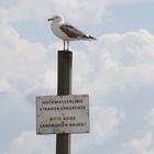 Möwe bei Hochwasser