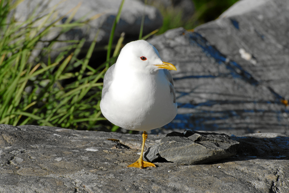 Möwe bei Ihrer Siesta