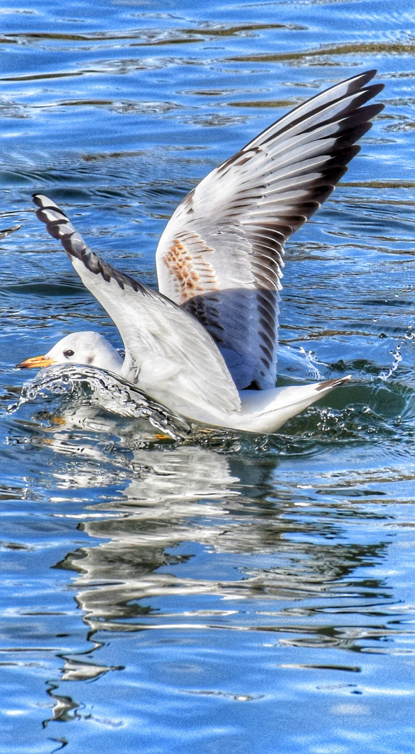 Möwe bei Landung