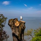 Möwe bei Le Mont-Saint-Michel