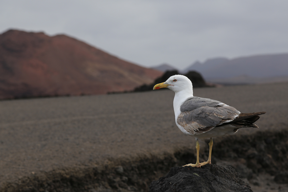 Möwe bei Los Hervideros