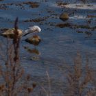 Möwe bei Maasholm