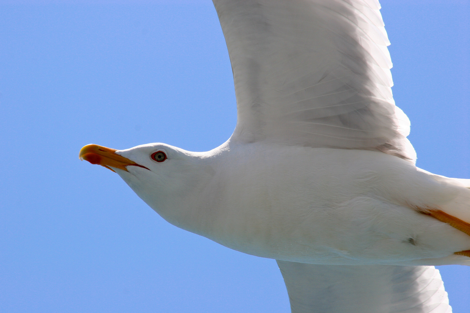 Möwe bei Menschbeobachtung (1)