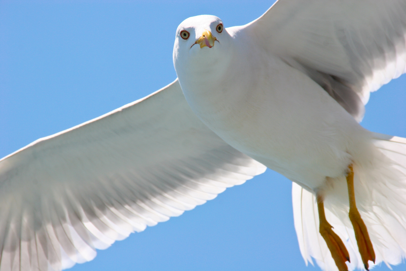 Möwe bei Menschbeobachtung (2)