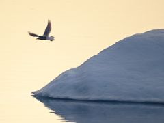 Möwe bei Mitternachtssonne