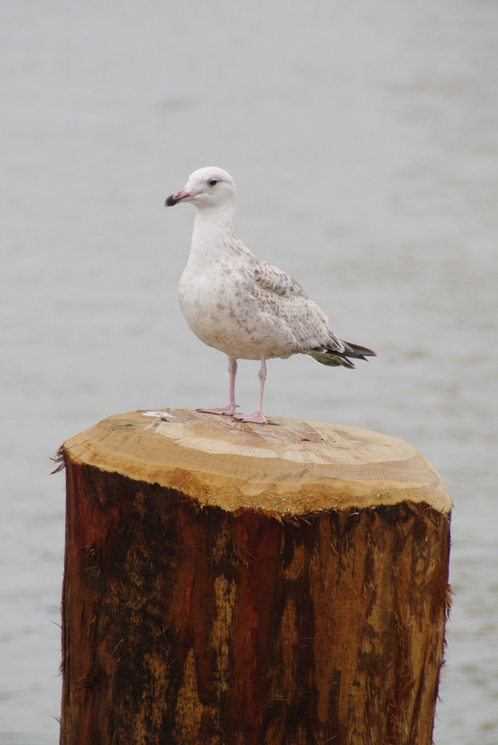 Möwe bei Regenwetter