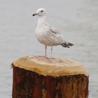 Möwe bei Regenwetter