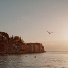 Möwe bei Rovinj