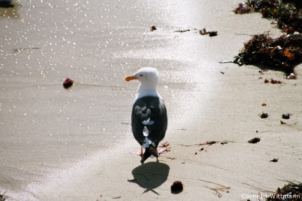 Möwe bei San Diego