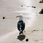 Möwe bei San Diego