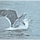 Möwe bei Schneetreiben