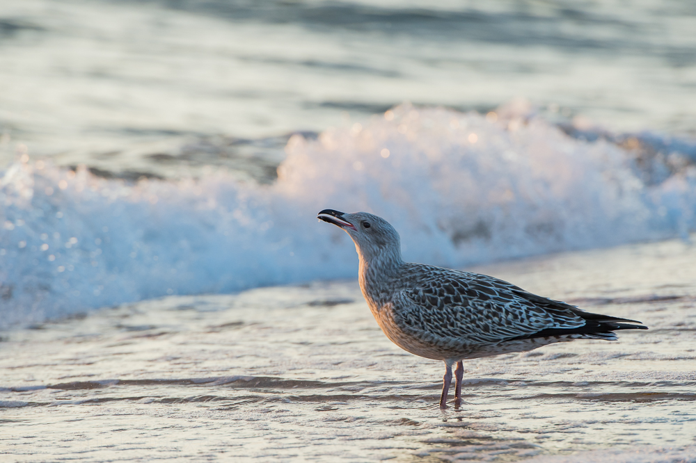 Möwe bei Sonnenaufgang