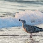 Möwe bei Sonnenaufgang