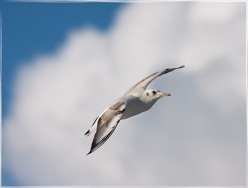 Möwe bei Sonnenschein