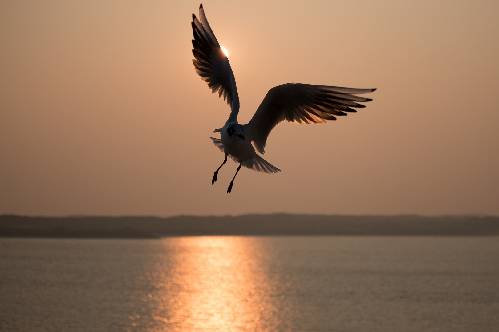 Möwe bei Sonnenuntergang 1