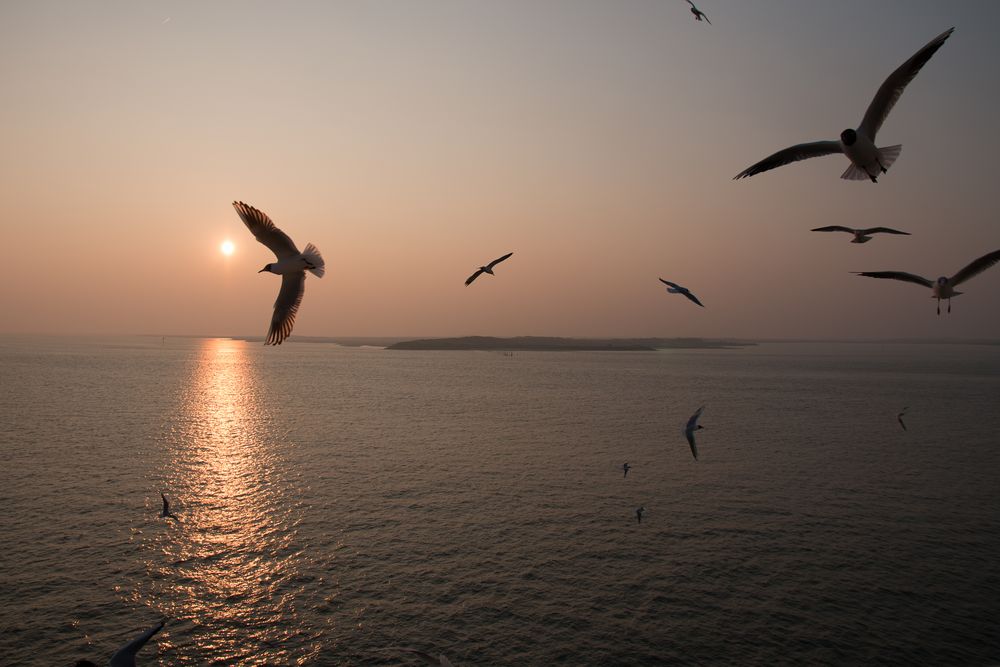 Möwe bei Sonnenuntergang 2