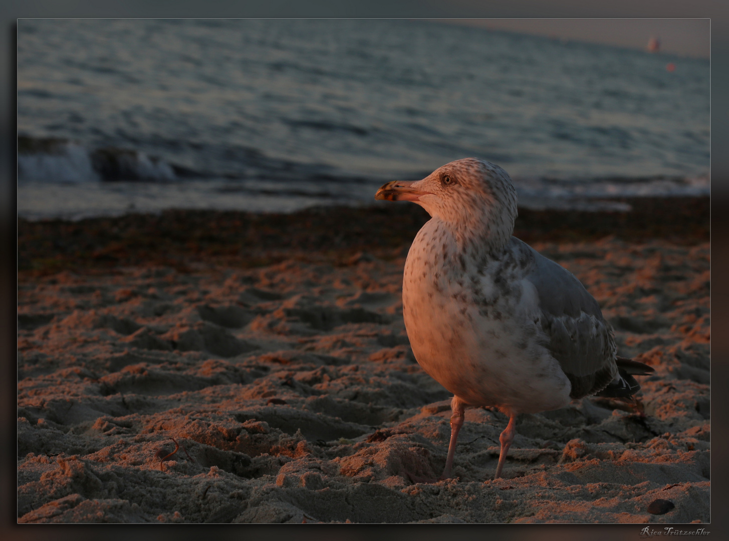 Möwe bei Sonnenuntergang