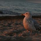 Möwe bei Sonnenuntergang