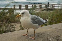 Möwe bei stürmischer Ostsee