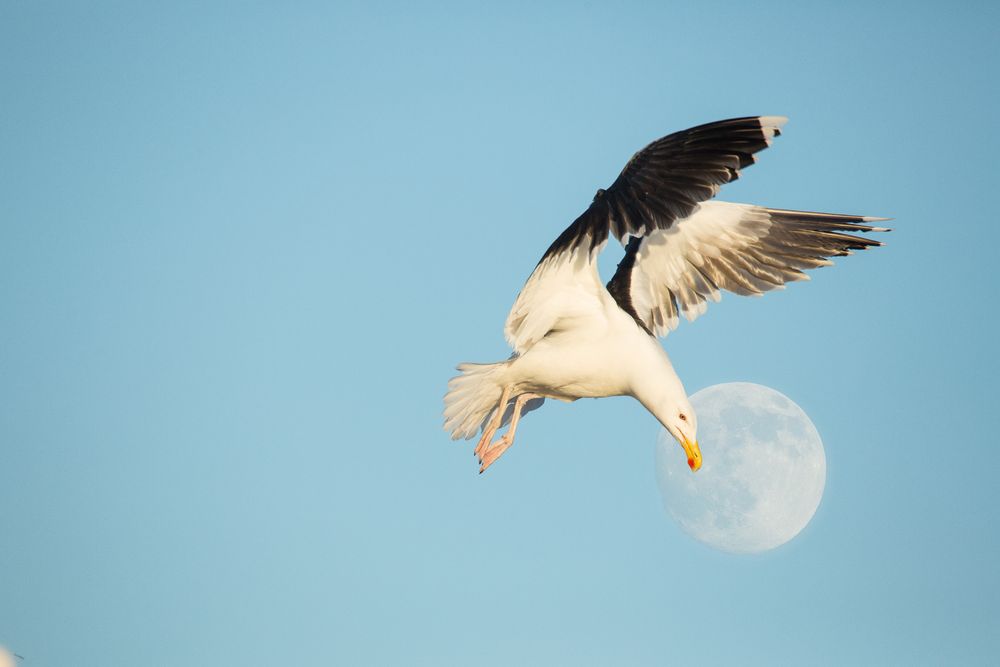 Möwe bei Vollmond