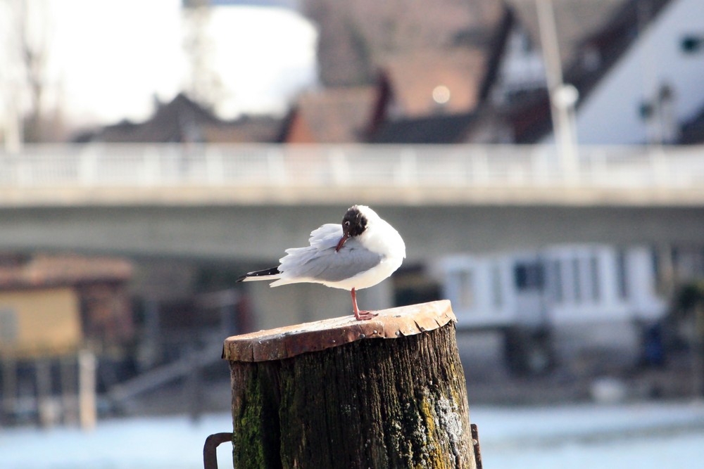 Möwe beim ...