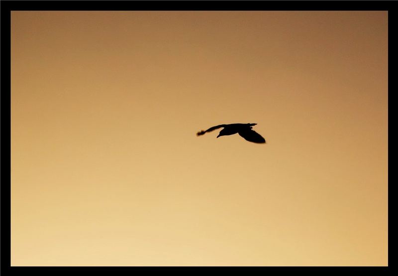 Möwe beim Abendausflug