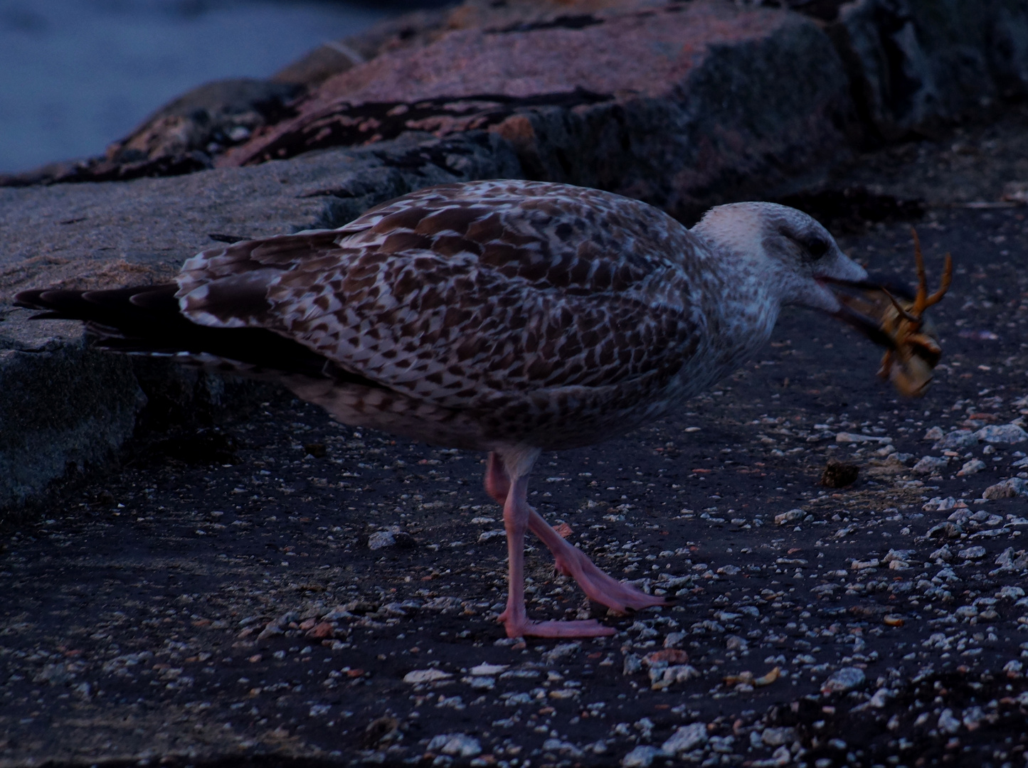 Möwe beim Abendessen1